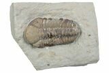 Bargain, Kainops Trilobite - Black Cat Mountain, Oklahoma #362981-3